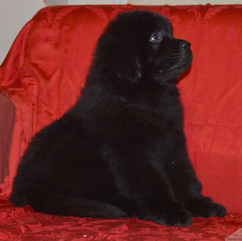 Фото: ньюфаундленд Smigar Uhti Tuhti s Nevskoy Buhtyi (Смигар Ухти Тухти с Невской Бухты)