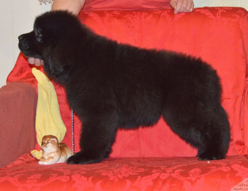 Фото: ньюфаундленд Smigar Uhti Tuhti s Nevskoy Buhtyi (Смигар Ухти Тухти с Невской Бухты)