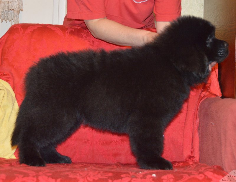 Фото: ньюфаундленд Smigar Uhti Tuhti s Nevskoy Buhtyi (Смигар Ухти Тухти с Невской Бухты)