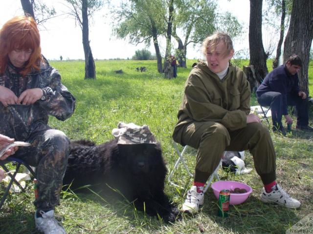 Фото: ньюфаундленд Bekingem (Бекингем)