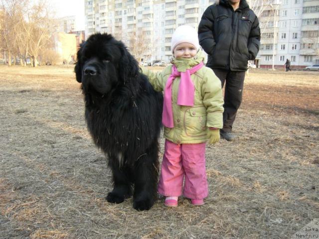 Фото: ньюфаундленд Moroz-Voevoda ot Sibirskogo Medvedya (Мороз-Воевода от Сибирского Медведя)