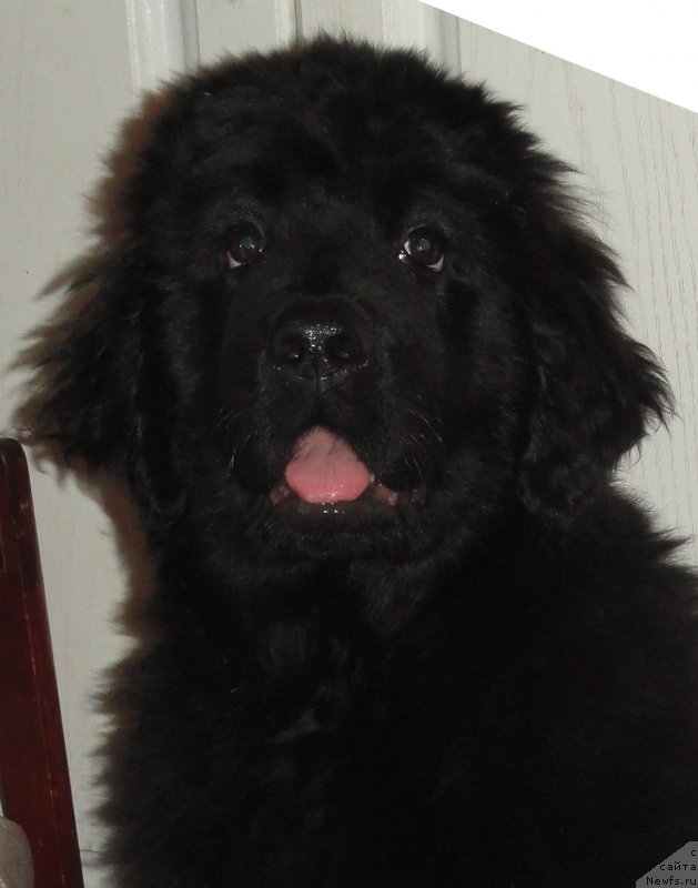 Фото: ньюфаундленд Valmond Pobeditel (Валмонд Победитель)