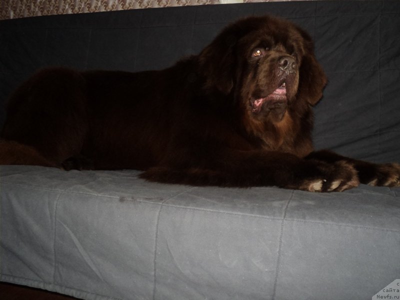 Фото: ньюфаундленд Povelitel' Velikih Ozer (Повелитель Великих Озер)