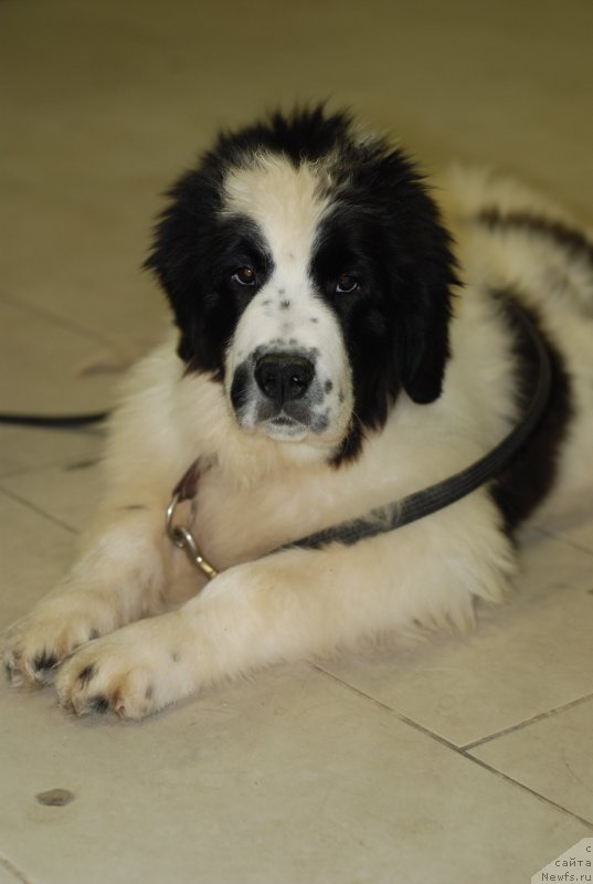 Фотография № 146758