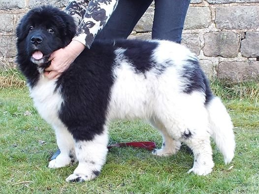 Фото: ньюфаундленд Plushevaya Panda Eau Belle Alyona (Плюшевая Панда Эау Белле Алыона)