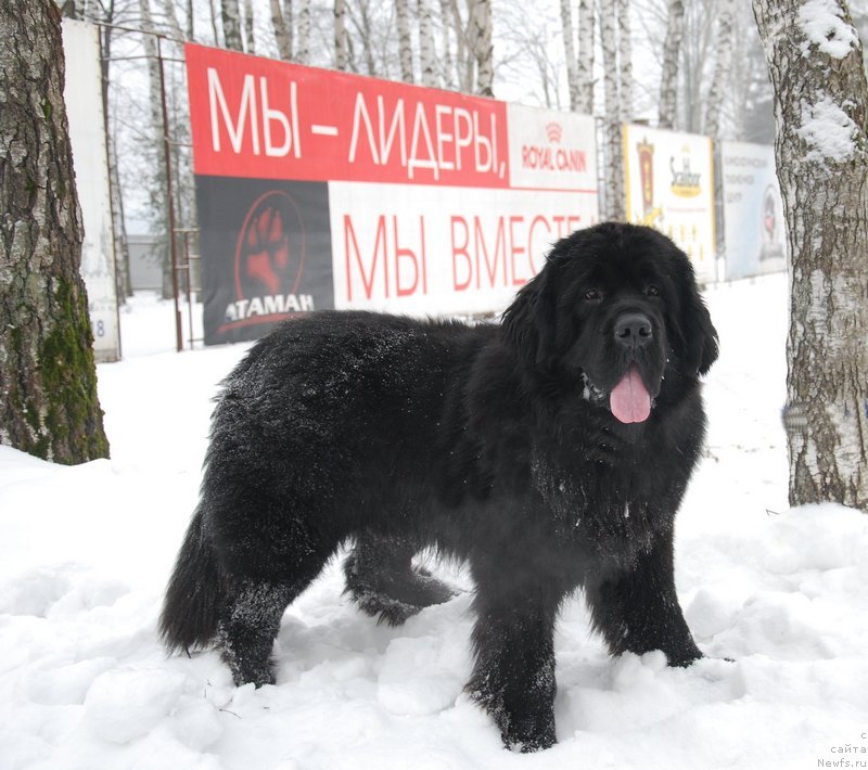 Фото: ньюфаундленд As True for Beguschaya po Volnam Dinastiya Soverchenstva (Аз Труэ Бегущая по Волнам Династия Совершенства)