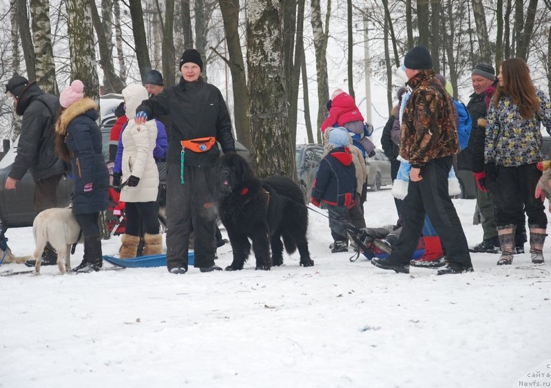 Фото: ньюфаундленд As True for Beguschaya po Volnam Dinastiya Soverchenstva (Аз Труэ Бегущая по Волнам Династия Совершенства), Galina Kostyuhova (Галина Костюхова)