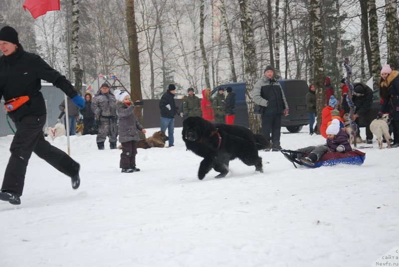 Фото: ньюфаундленд As True for Beguschaya po Volnam Dinastiya Soverchenstva (Аз Труэ Бегущая по Волнам Династия Совершенства), Galina Kostyuhova (Галина Костюхова)