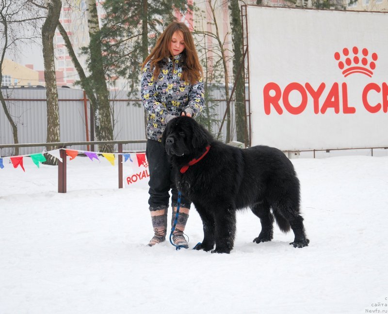 Фото: ньюфаундленд As True for Beguschaya po Volnam Dinastiya Soverchenstva (Аз Труэ Бегущая по Волнам Династия Совершенства)