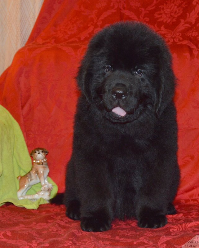 Фото: ньюфаундленд Smigar Ursburgskaya Krasavica (Смигар Урсбургская Красавица)