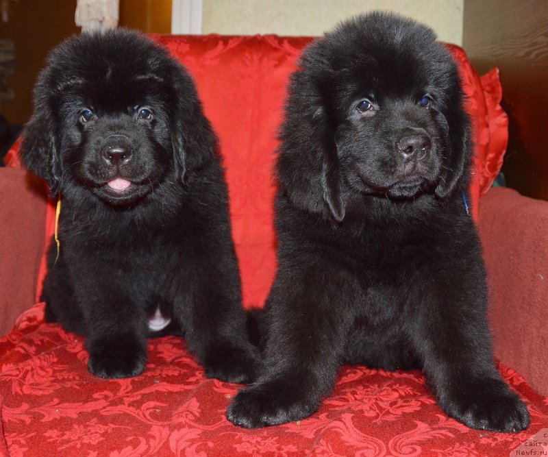 Фото: ньюфаундленд Smigar Uhti Tuhti s Nevskoy Buhtyi (Смигар Ухти Тухти с Невской Бухты), ньюфаундленд Smigar Umnica Razumnica (Смигар Умница Разумница)