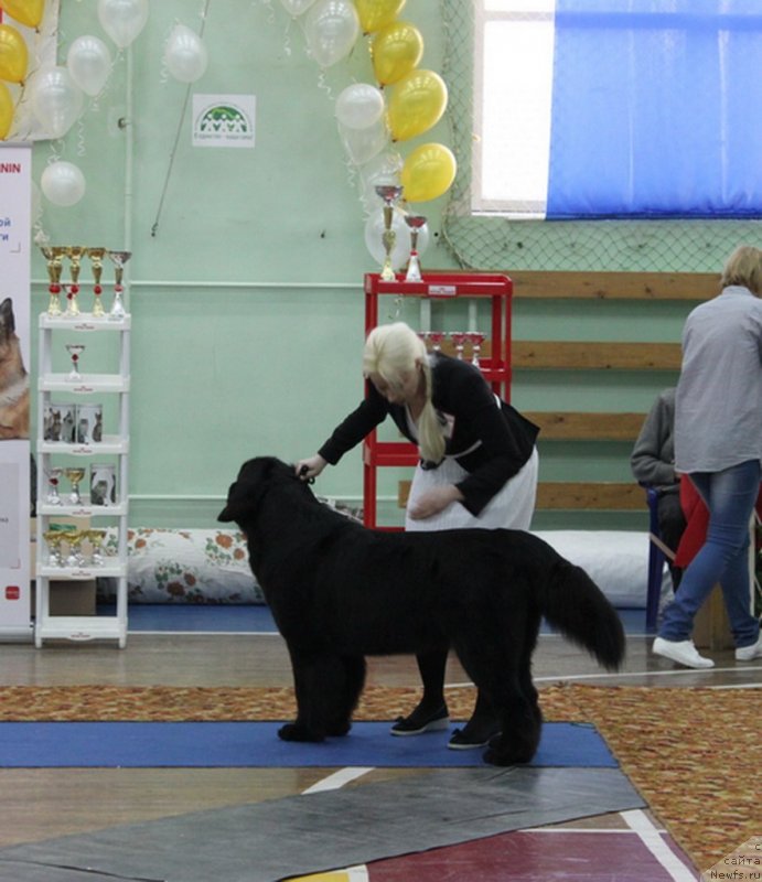 Фото: ньюфаундленд Piternyuf Nota Bene (Питерньюф Нота Бене), Ekaterina Zayceva (Екатерина Зайцева)