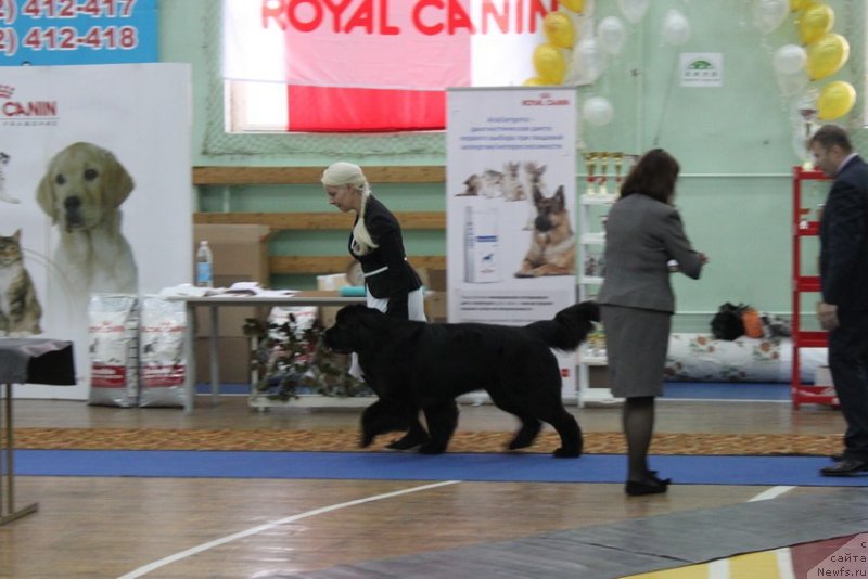 Фото: ньюфаундленд Piternyuf Nota Bene (Питерньюф Нота Бене), Ekaterina Zayceva (Екатерина Зайцева)