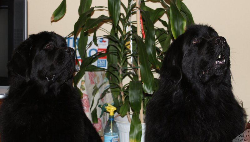 Фото: ньюфаундленд Dar Svezy So it Shell Be (Дар Свезы Со Ит Шелл Би), ньюфаундленд Kaiden Playful (Кайден Плейфул)