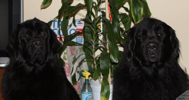 Фото: ньюфаундленд Dar Svezy So it Shell Be (Дар Свезы Со Ит Шелл Би), ньюфаундленд Kaiden Playful (Кайден Плейфул)