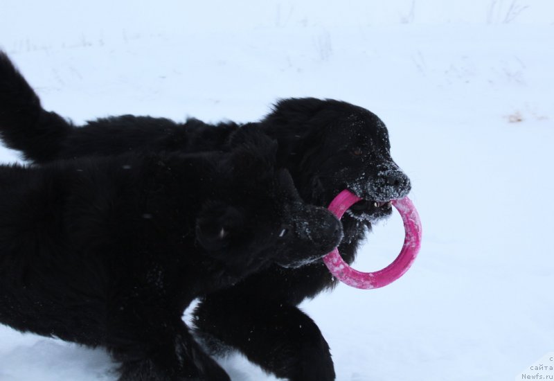 Фото: ньюфаундленд Dar Svezy So it Shell Be (Дар Свезы Со Ит Шелл Би), ньюфаундленд Kaiden Playful (Кайден Плейфул)