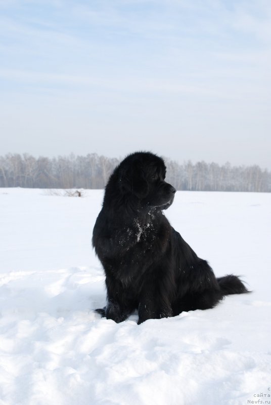 Фото: ньюфаундленд Formula Lyubvi ot Sibirskogo Medvedya (Формула Любви от Сибирского Медведя)
