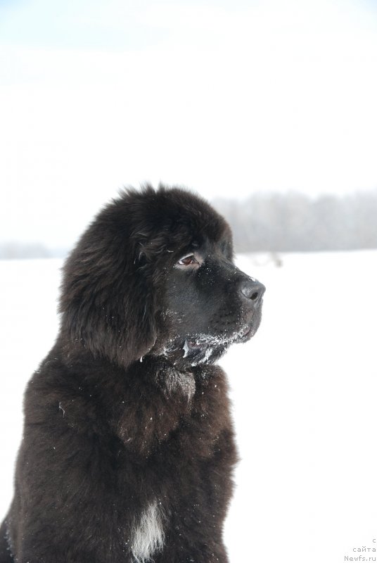 Фотография № 146818