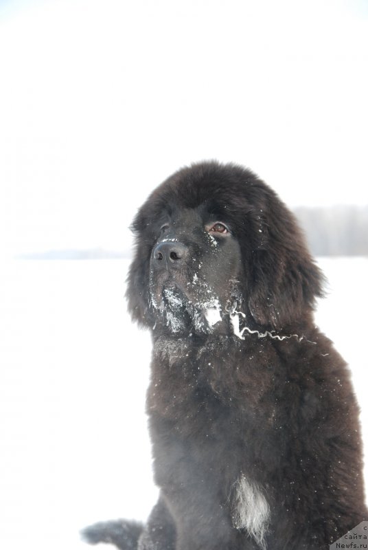 Фотография № 146819