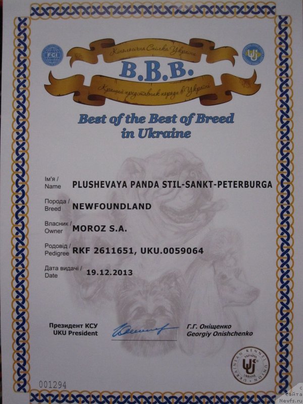 Фото: ньюфаундленд Plyushevaya Panda Stil'-Sankt-Peterburga (Плюшевая Панда Стиль-Санкт-Петербурга)