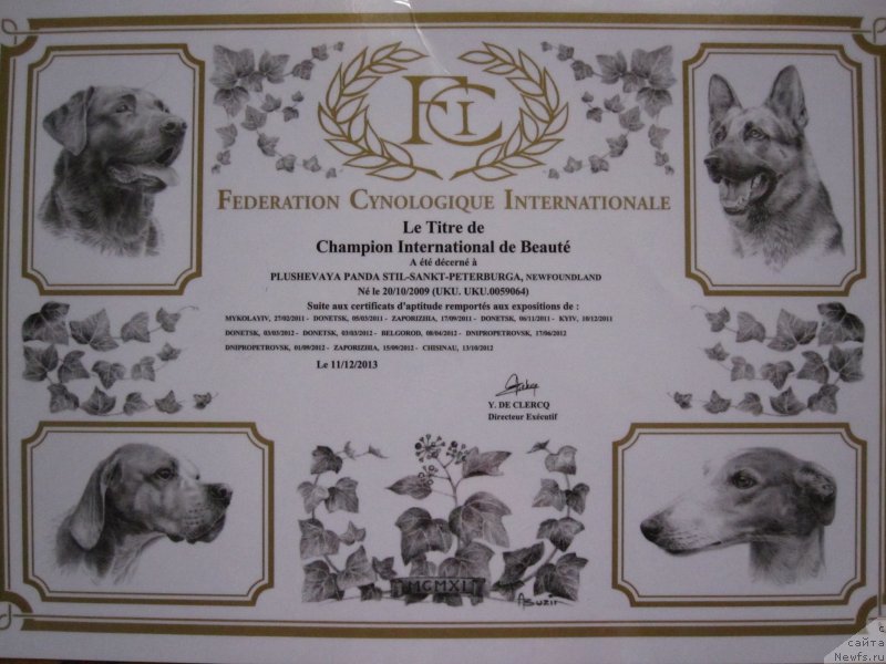 Фото: ньюфаундленд Plyushevaya Panda Stil'-Sankt-Peterburga (Плюшевая Панда Стиль-Санкт-Петербурга)