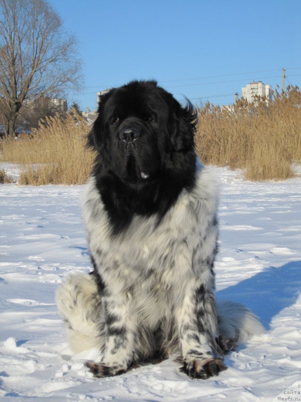 Фото: ньюфаундленд Plyushevaya Panda Stil'-Sankt-Peterburga (Плюшевая Панда Стиль-Санкт-Петербурга)