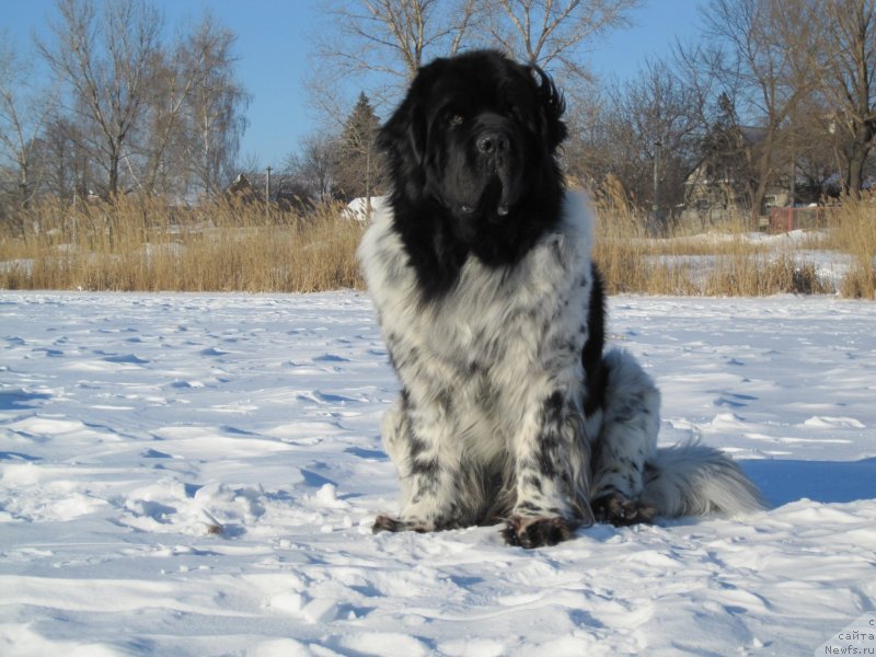 Фото: ньюфаундленд Plyushevaya Panda Stil'-Sankt-Peterburga (Плюшевая Панда Стиль-Санкт-Петербурга)