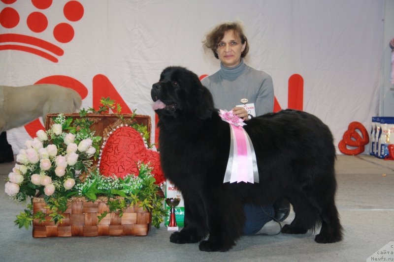 Фото: ньюфаундленд N'yufort Tancuyuschaya Koroleva (Ньюфорт Танцующая Королева)