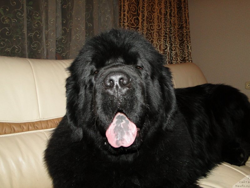 Фото: ньюфаундленд Baloven' Sud'byi (Баловень Судьбы)