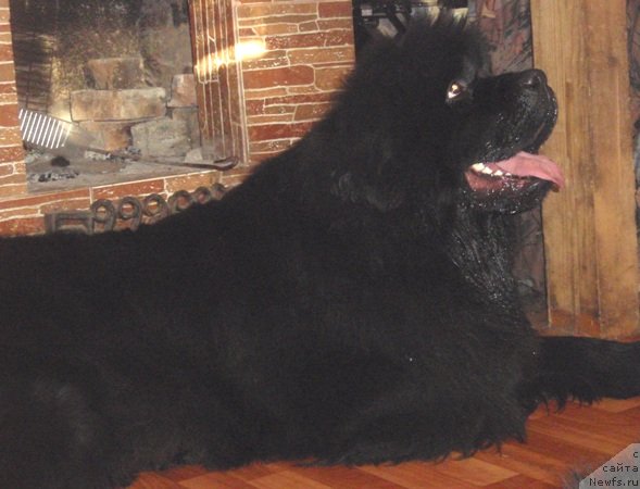 Фото: ньюфаундленд S'Nezhnaya Vjuga Armando Parusso (С'Нежная Вьюга Армандо Паруссо)