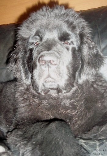 Фото: дочь, ньюфаундленд Potap Elana (Потап Елана)