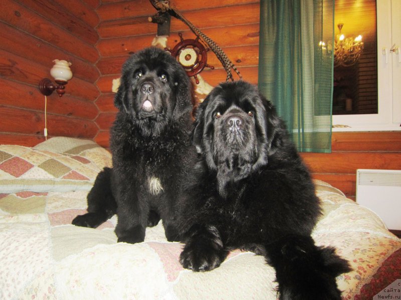 Фото: ньюфаундленд Plushevaya Panda Emporio Еlegans (Плюшевая Панда Эмпорио Элегансе), ньюфаундленд Cristalmar Cadeaux de Noel