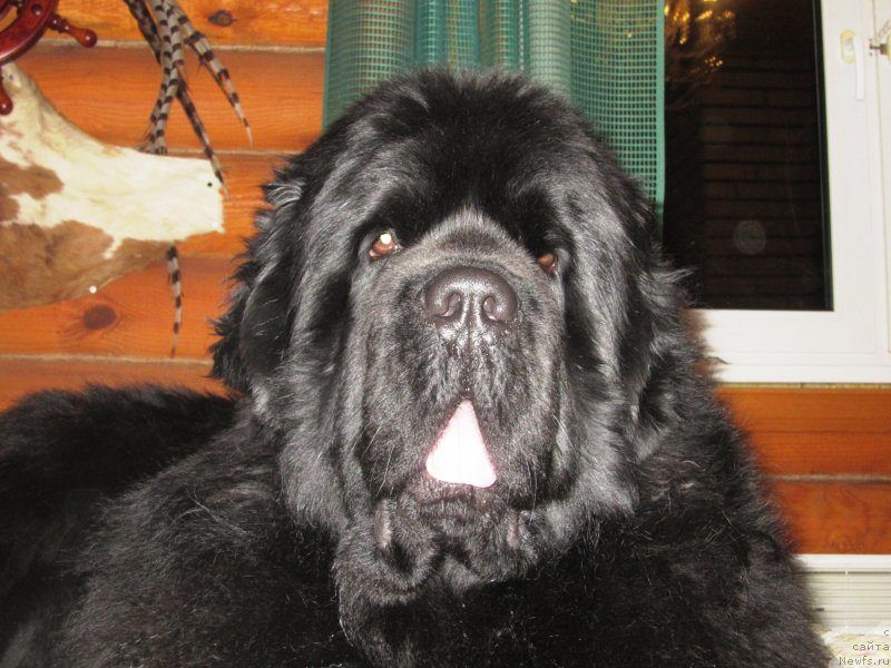 Фото: ньюфаундленд Cristalmar Cadeaux de Noel