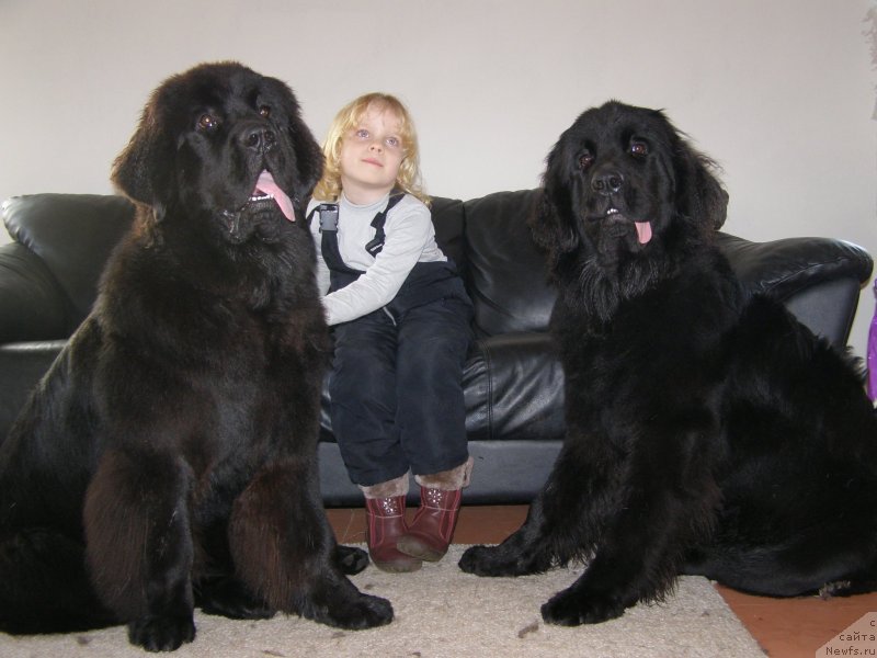 Фото: ньюфаундленд Chernaya Mafia Maybe She Will (Черная Мафия Маубе Ше Вилл), ньюфаундленд Chernaya Mafia Make the Most of Now (Черная Мафия Маке Тхе Мост оф Нов)