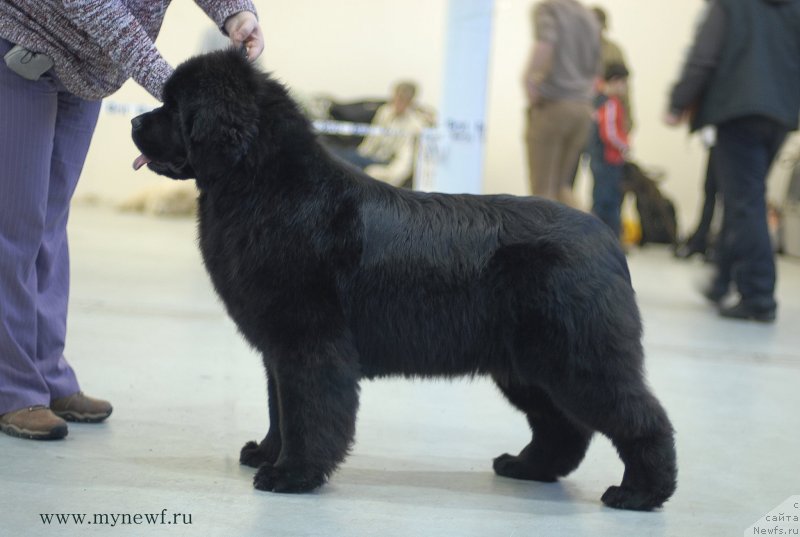 Фото: ньюфаундленд Sent Djons Joselin (Сент Джонс Жоселин)