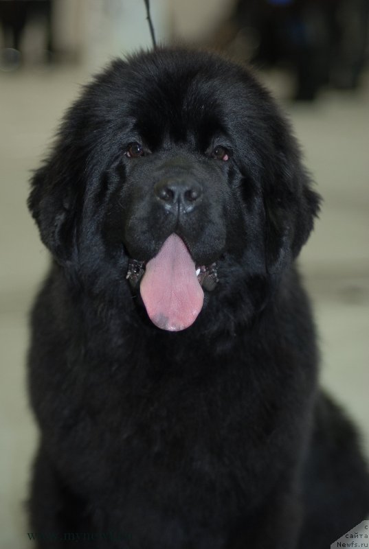 Фото: ньюфаундленд Sent Djons Joselin (Сент Джонс Жоселин)