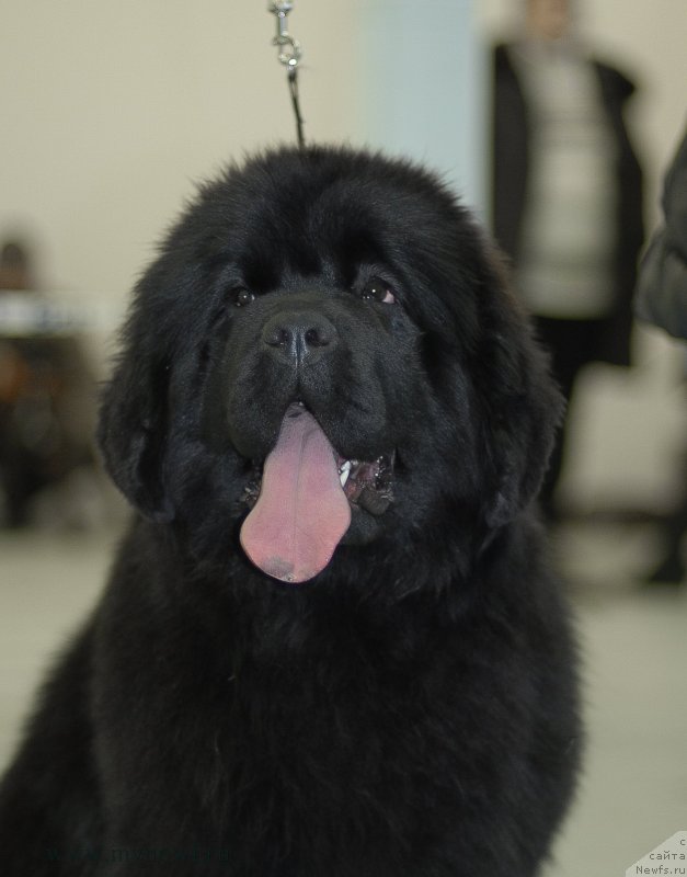 Фото: ньюфаундленд Sent Djons Joselin (Сент Джонс Жоселин)