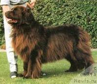 Фото: ньюфаундленд Merrybear Dunnhil