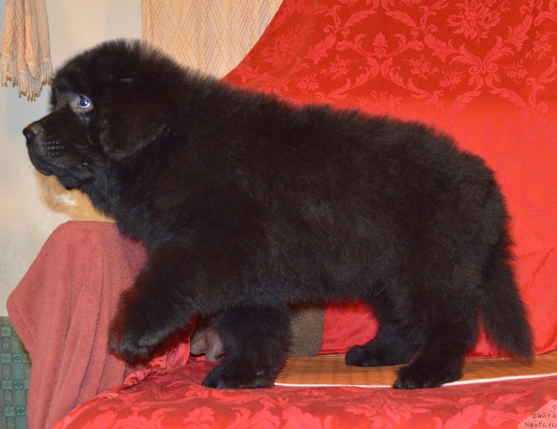 Фото: ньюфаундленд Smigar Uchenik CHarodeya (Смигар Ученик Чародея)