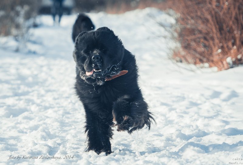 Фотография № 146952