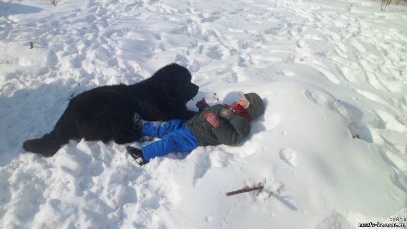 Фото: ньюфаундленд Glyanc Of Komets (Глянц Оф Кометс)