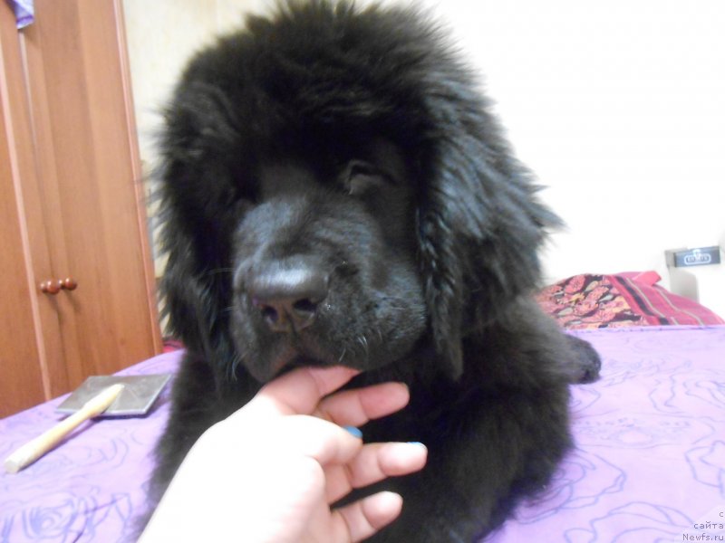 Фото: ньюфаундленд Akvian Song Nostradamus (Аквиан Сонг Нострадамус)