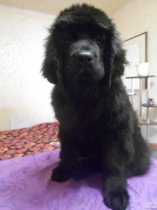 Фото: ньюфаундленд Akvian Song Nostradamus (Аквиан Сонг Нострадамус)