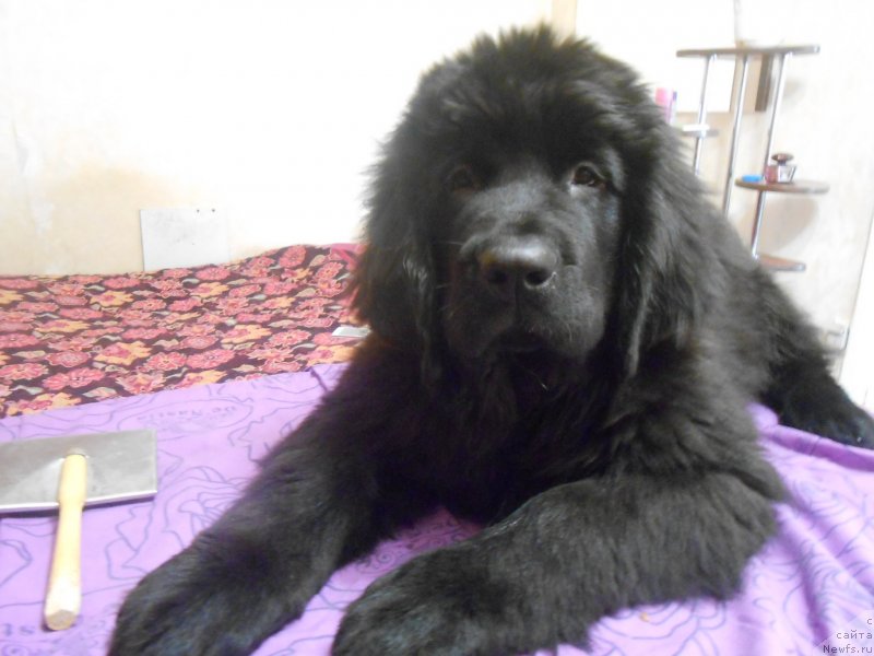 Фото: ньюфаундленд Akvian Song Nostradamus (Аквиан Сонг Нострадамус)