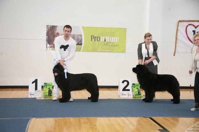 Фото: ньюфаундленд The Most Beautiful Dark New Wave