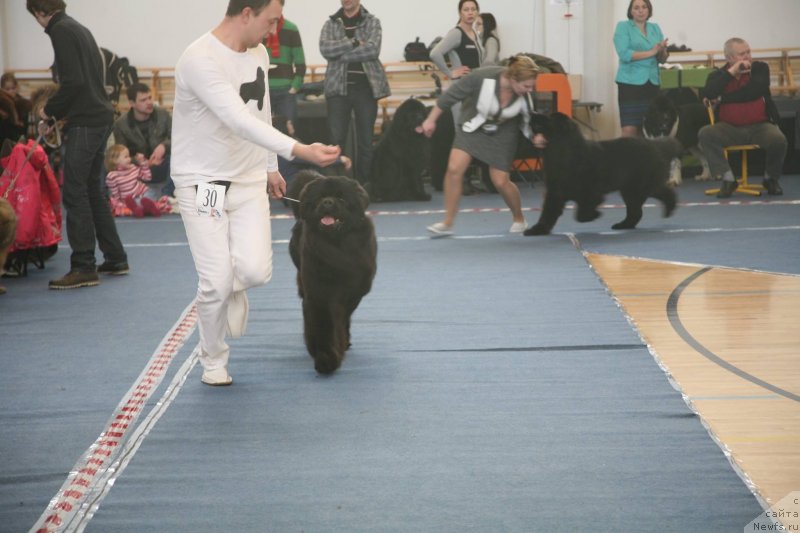 Фото: ньюфаундленд The Most Beautiful Dark New Wave