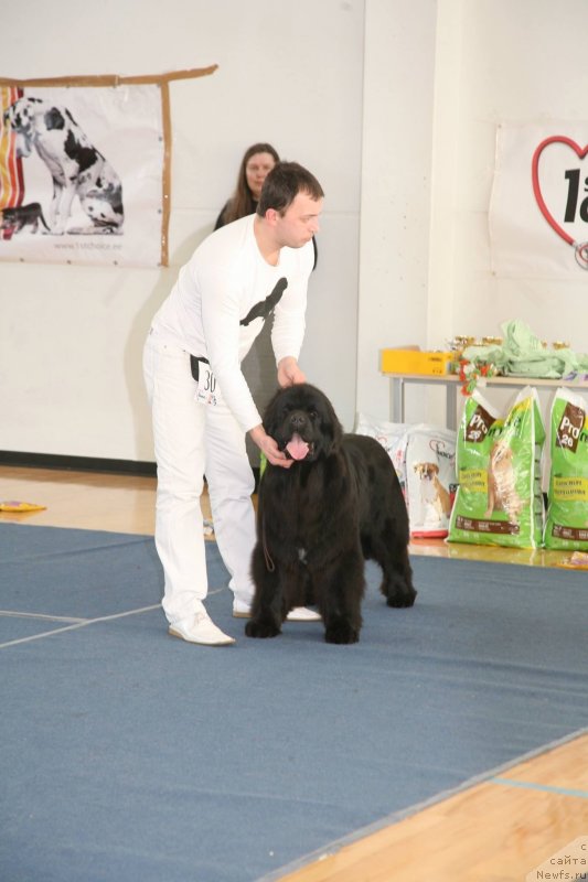 Фото: ньюфаундленд The Most Beautiful Dark New Wave