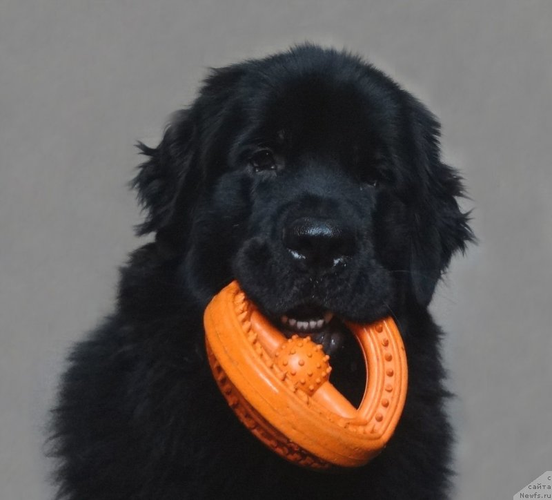 Фотография № 146976