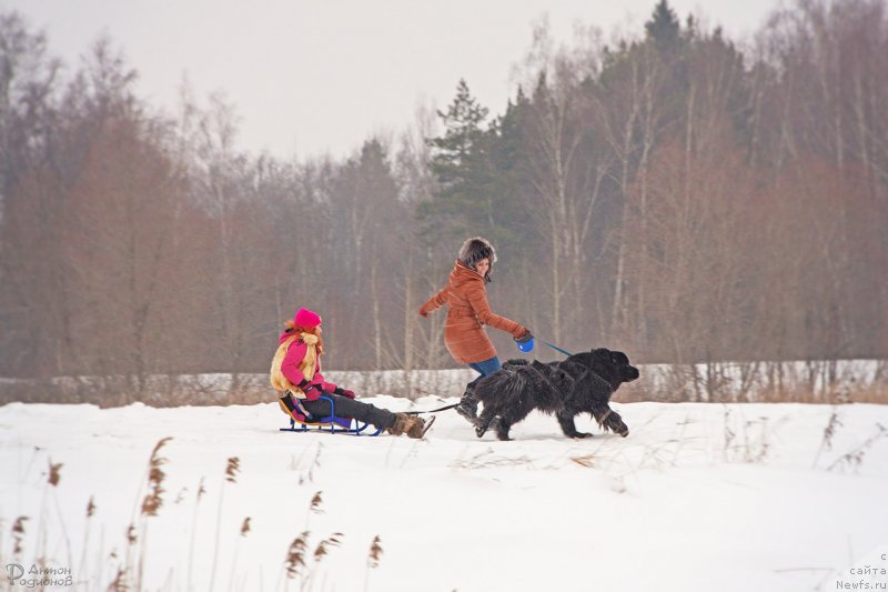 Фото: ньюфаундленд Cezar' Blagorodnyiy (Цезарь Благородный)