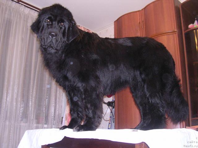 Фото: ньюфаундленд Sangriya (Сангрия)